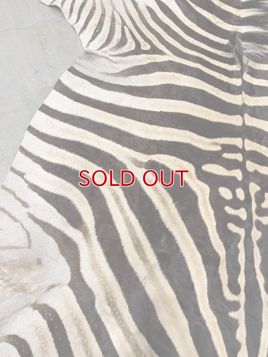 画像6: ゼブラ毛皮　シマウマ革 (6)