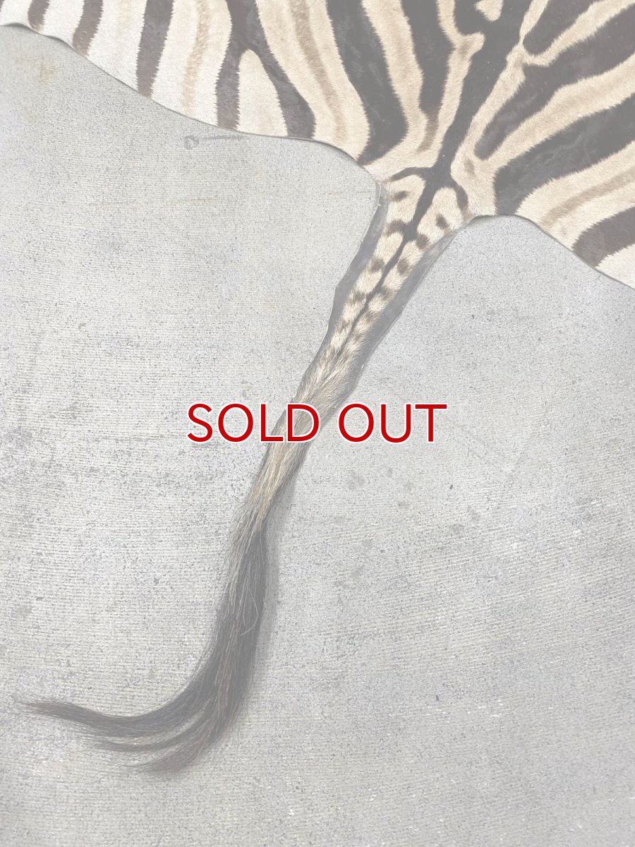 画像7: ゼブラ毛皮　シマウマ革 (7)