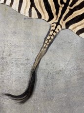 画像7: ゼブラ毛皮　シマウマ革 (7)