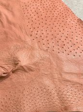 画像6: オーストリッチ革　ベビーピンク　ダチョウ革　 (6)