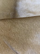 画像7: ヘアーカーフ　ベージュ　牛革毛付き　毛皮　 (7)