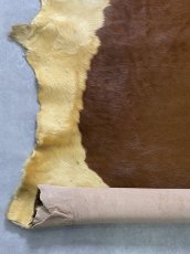 画像4: 牛 ヘアーカウ　柄あり　ベージュ×茶 (4)