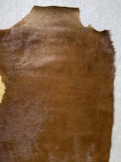 画像3: 牛 ヘアーカウ　柄あり　ベージュ×茶 (3)