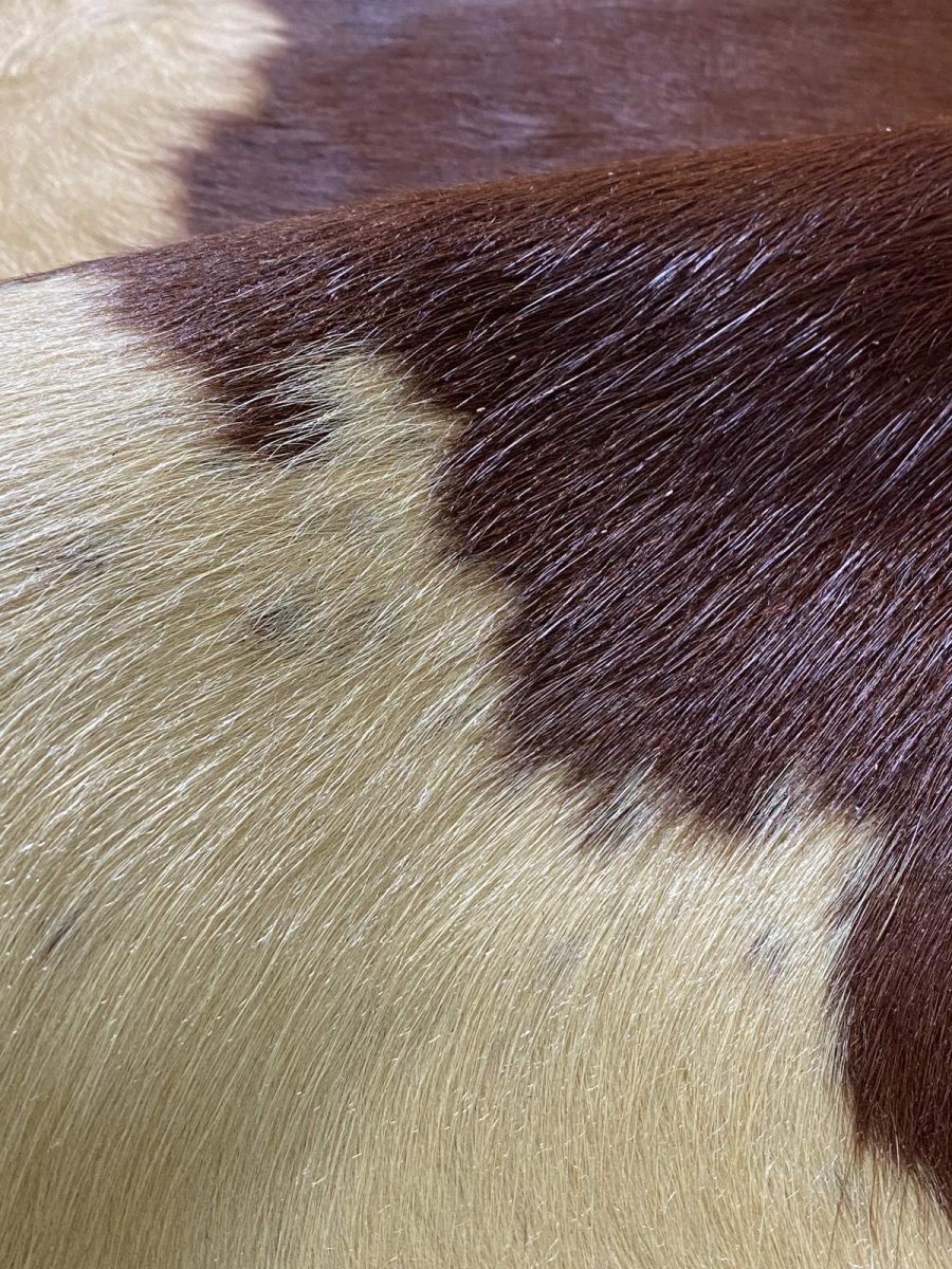 画像8: 牛 ヘアーカウ　柄あり　ベージュ×茶 (8)
