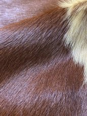 画像9: 牛 ヘアーカウ　柄あり　ベージュ×茶 (9)