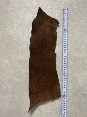 画像2: ヒポポタマス　カバ革　ブラウン　ヒポレザー　かば革 ハギレ (2)