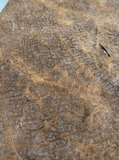 画像6: ヒポポタマス　カバ革　ブラウン　ヒポレザー　かば革　エキゾチックレザー (6)