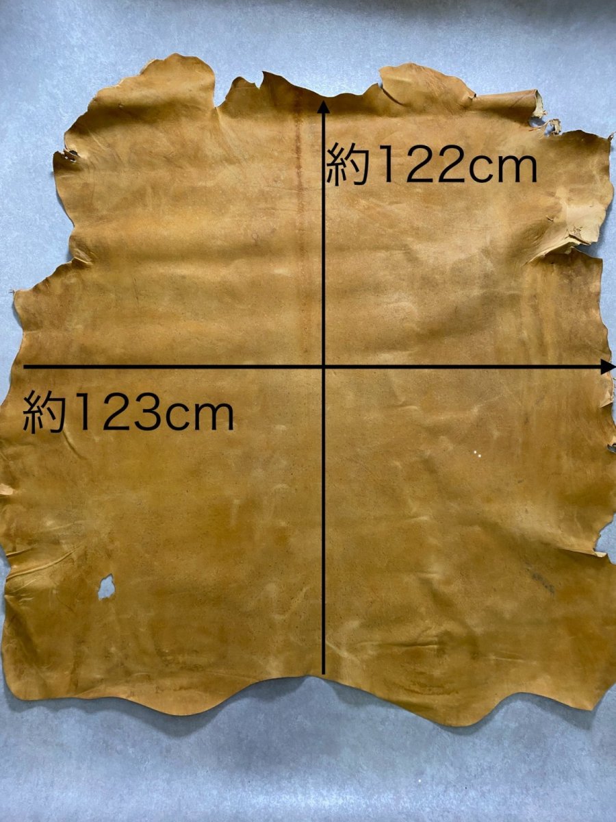 画像10: クードゥー　イエロー　クーズー　KUDU (10)