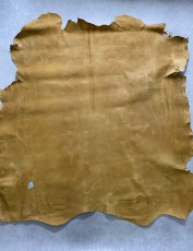 画像1: クードゥー　イエロー　クーズー　KUDU (1)