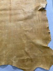 画像6: クードゥー　イエロー　クーズー　KUDU (6)