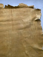 画像4: クードゥー　イエロー　クーズー　KUDU (4)