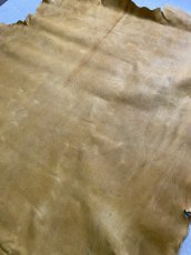 画像7: クードゥー　イエロー　クーズー　KUDU (7)