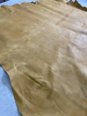 画像8: クードゥー　イエロー　クーズー　KUDU (8)