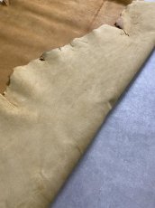 画像9: クードゥー　イエロー　クーズー　KUDU (9)