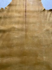 画像2: クードゥー　イエロー　クーズー　KUDU (2)