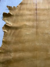 画像3: クードゥー　イエロー　クーズー　KUDU (3)