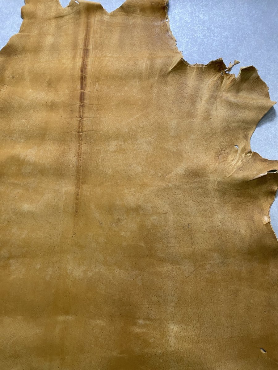 画像4: クードゥー　イエロー　クーズー　KUDU (4)