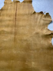 画像4: クードゥー　イエロー　クーズー　KUDU (4)