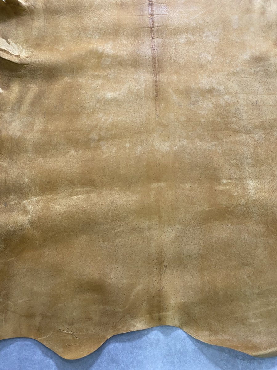 画像6: クードゥー　イエロー　クーズー　KUDU (6)