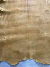 画像6: クードゥー　イエロー　クーズー　KUDU (6)