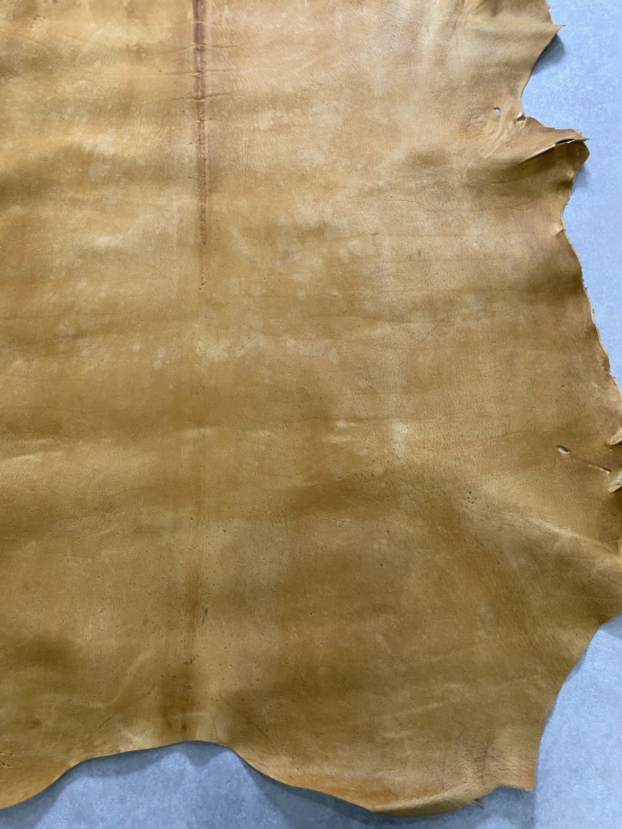 画像7: クードゥー　イエロー　クーズー　KUDU (7)