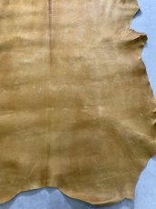 画像7: クードゥー　イエロー　クーズー　KUDU (7)