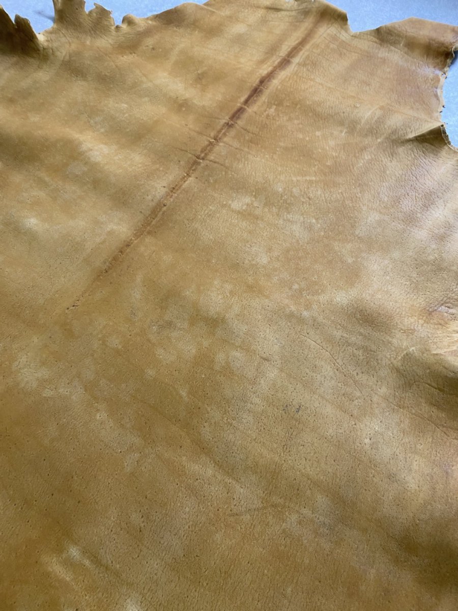 画像8: クードゥー　イエロー　クーズー　KUDU (8)