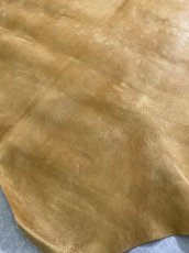 画像9: クードゥー　イエロー　クーズー　KUDU (9)