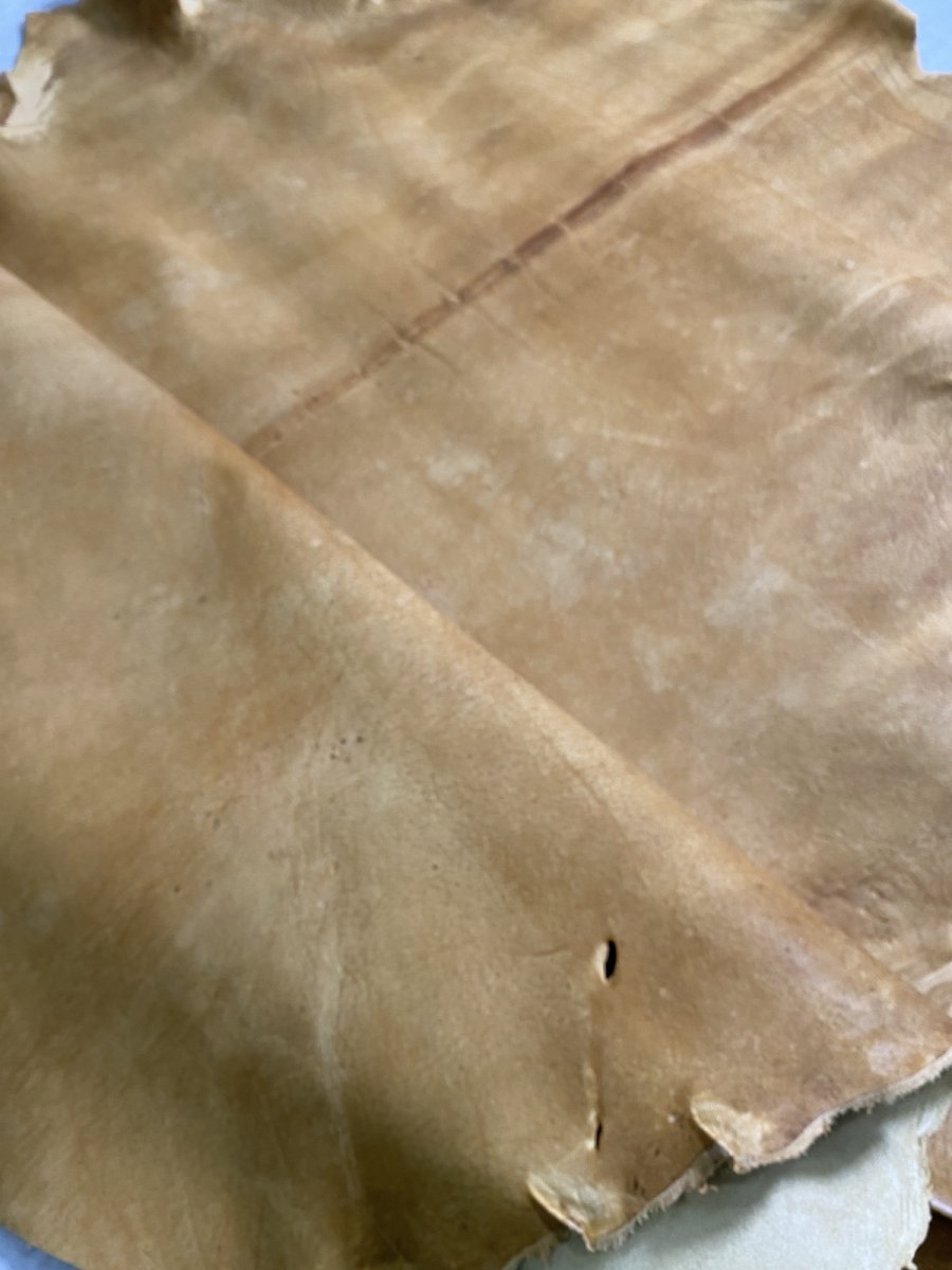 画像10: クードゥー　イエロー　クーズー　KUDU (10)