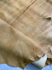 画像11: クードゥー　イエロー　クーズー　KUDU (11)