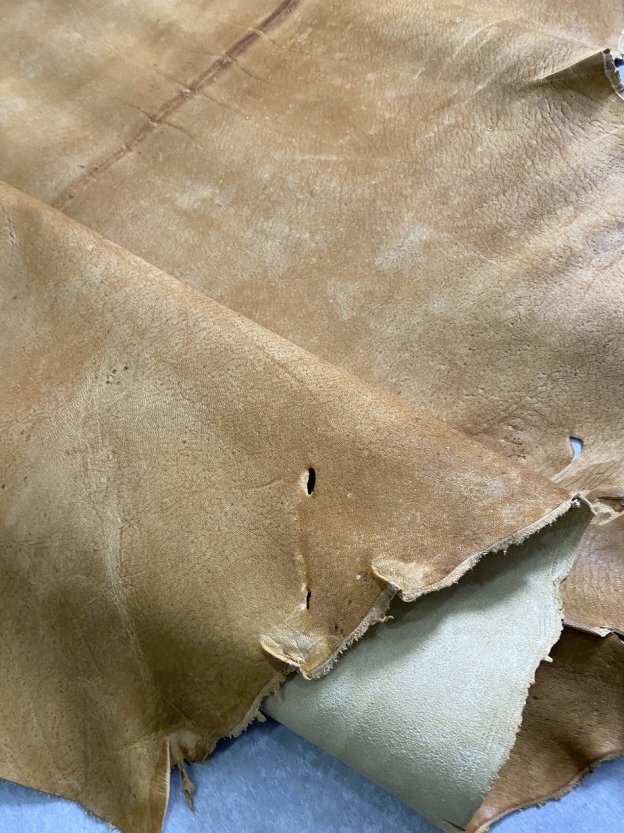 画像12: クードゥー　イエロー　クーズー　KUDU (12)