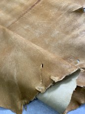 画像12: クードゥー　イエロー　クーズー　KUDU (12)