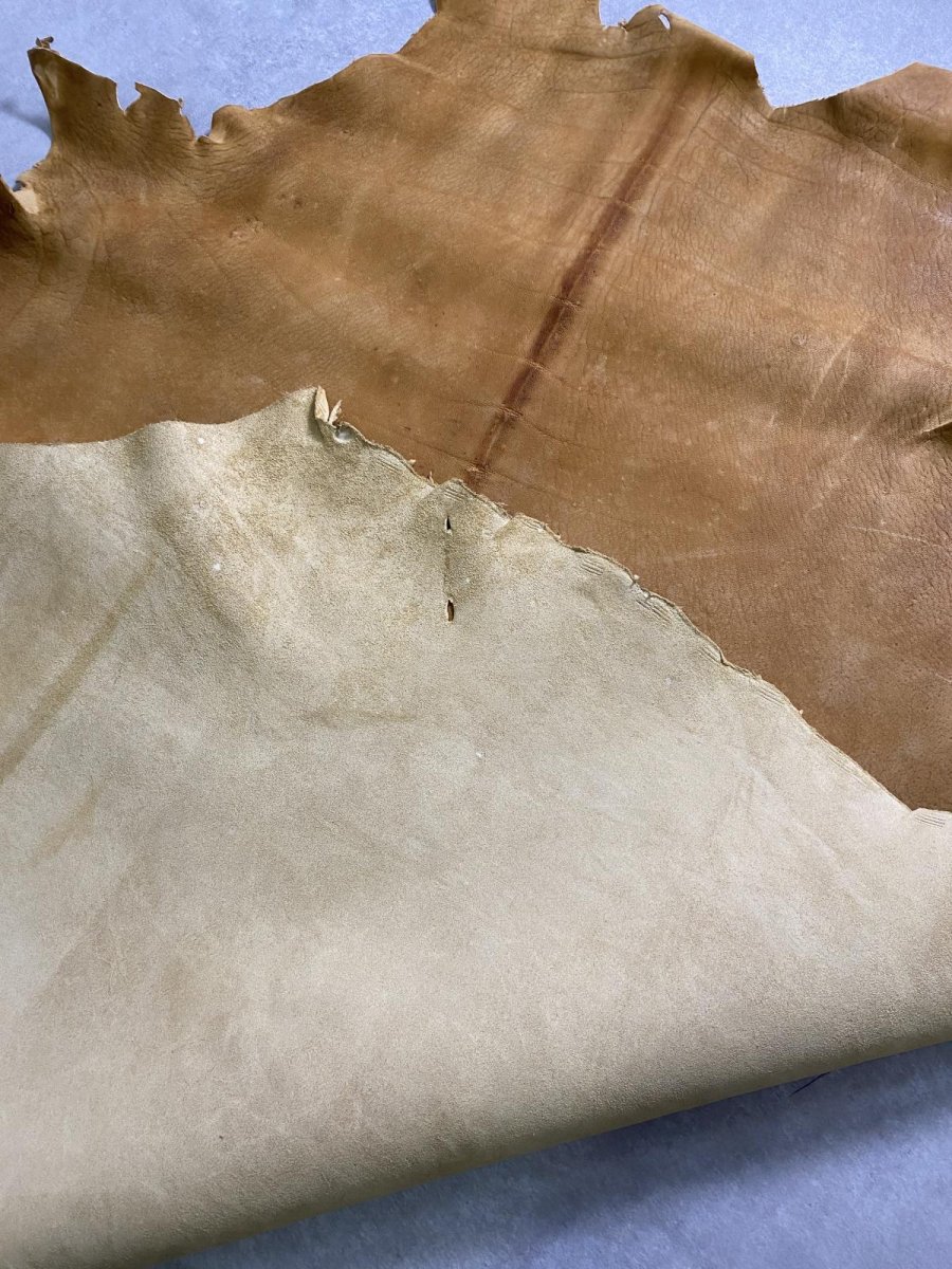 画像13: クードゥー　イエロー　クーズー　KUDU (13)