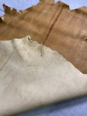 画像13: クードゥー　イエロー　クーズー　KUDU (13)