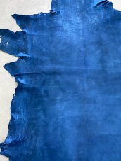 画像3: クードゥー　ブルー　クーズー　KUDU (3)