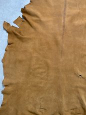 画像7: KUDUクードゥー　 床革スウェード　キャメル　クーズー (7)