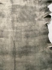 画像6: クードゥー　グレー　クーズー　KUDU (6)