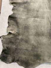 画像7: クードゥー　グレー　クーズー　KUDU (7)