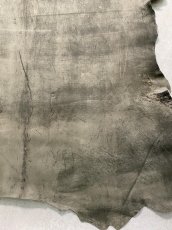 画像9: クードゥー　グレー　クーズー　KUDU (9)