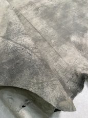 画像10: クードゥー　グレー　クーズー　KUDU (10)