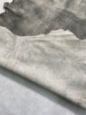 画像11: クードゥー　グレー　クーズー　KUDU (11)