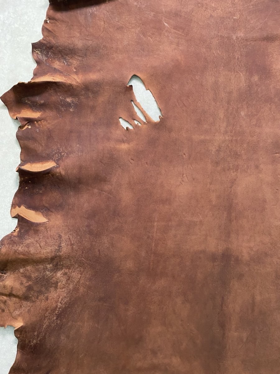 画像5: クードゥー　　ブラウン　クーズー　KUDU (5)