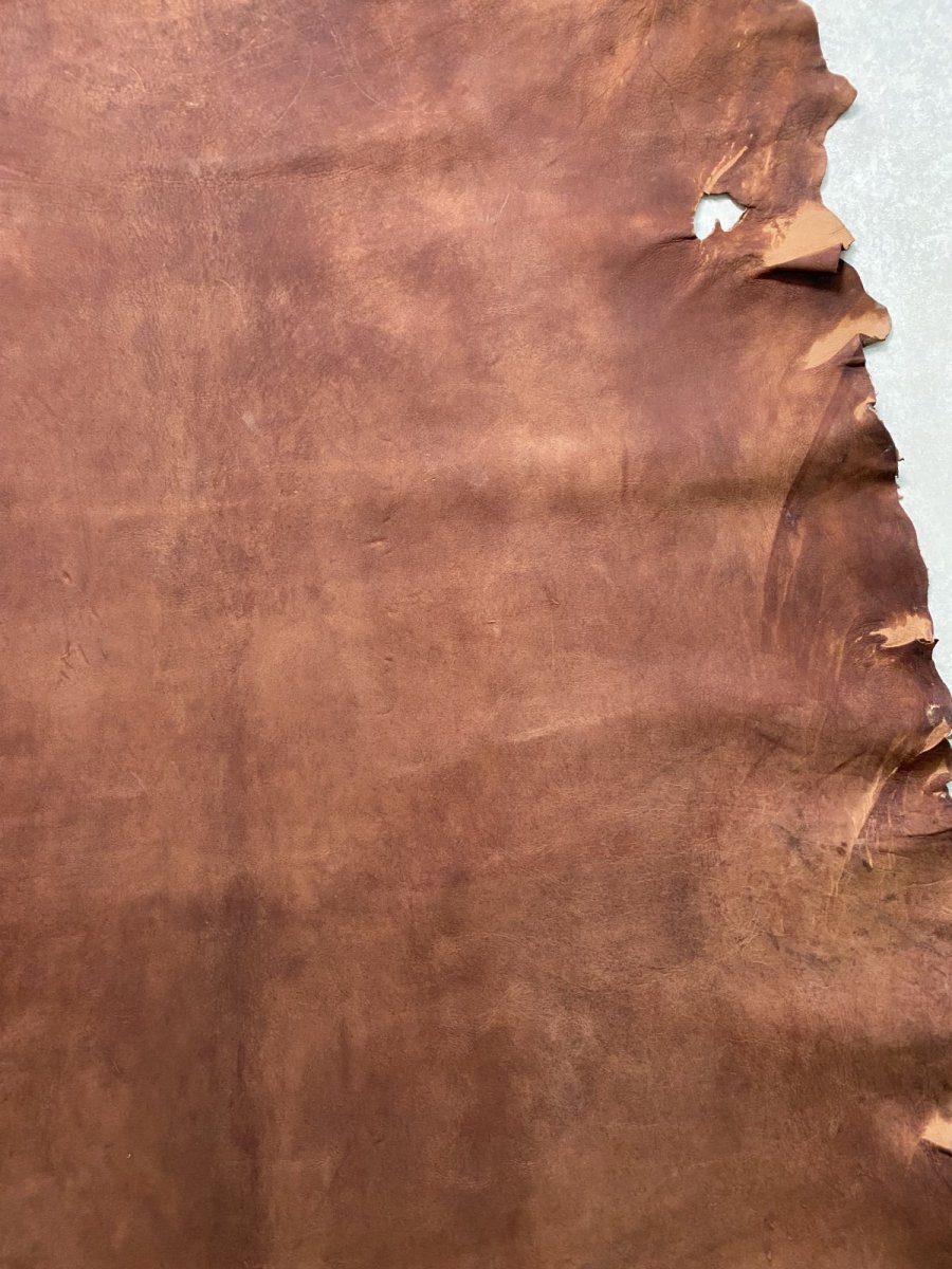 画像6: クードゥー　　ブラウン　クーズー　KUDU (6)