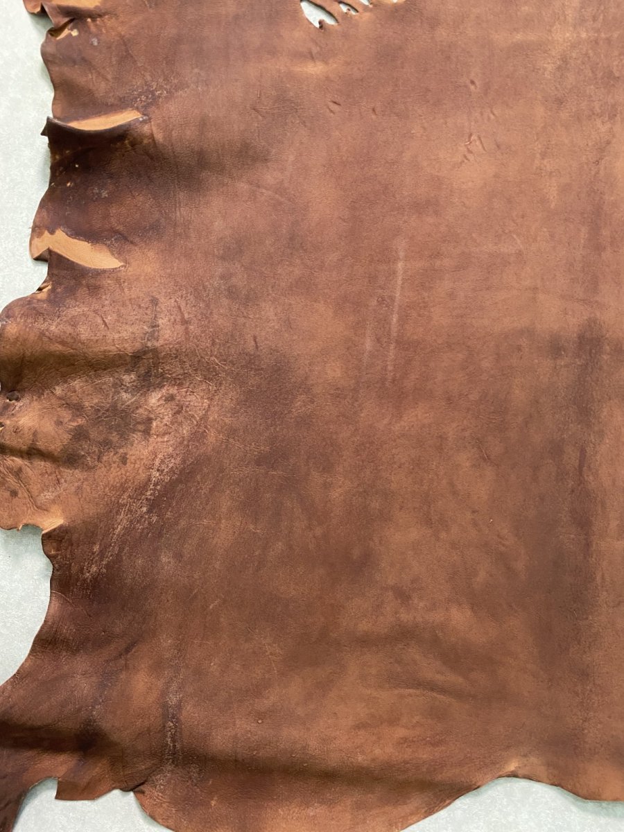 画像7: クードゥー　　ブラウン　クーズー　KUDU (7)