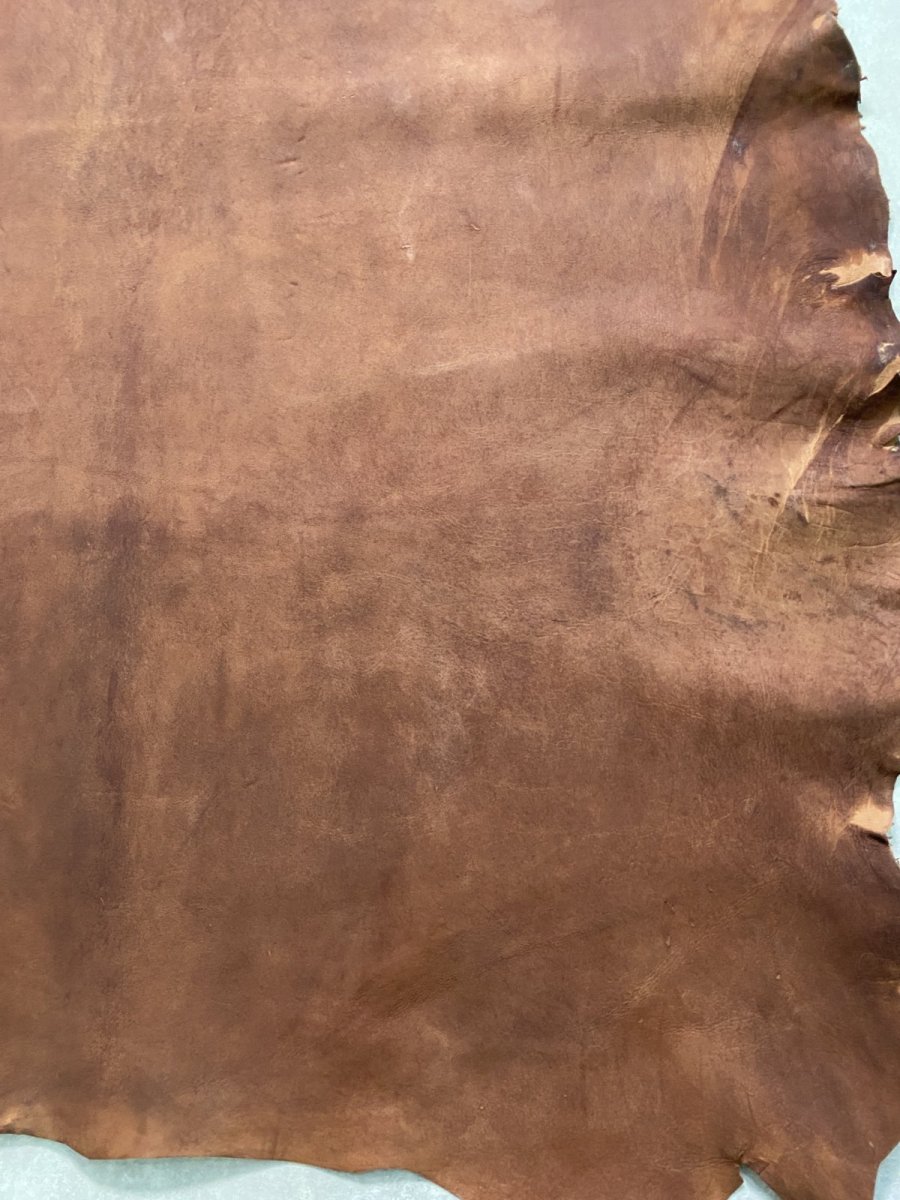 画像8: クードゥー　　ブラウン　クーズー　KUDU (8)