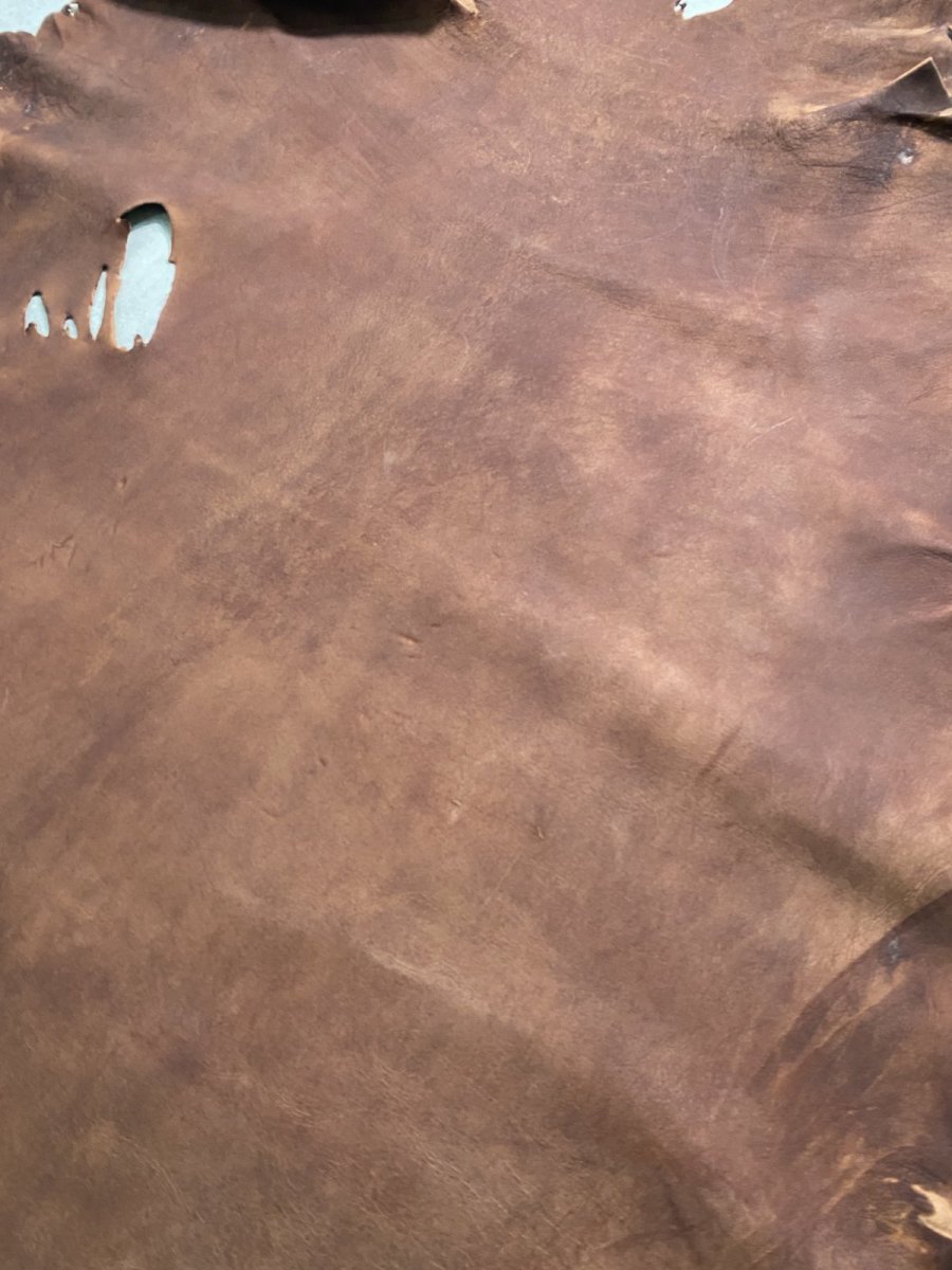 画像2: クードゥー　　ブラウン　クーズー　KUDU (2)