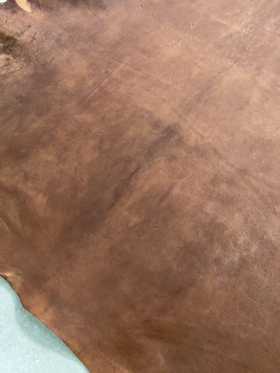 画像3: クードゥー　　ブラウン　クーズー　KUDU (3)