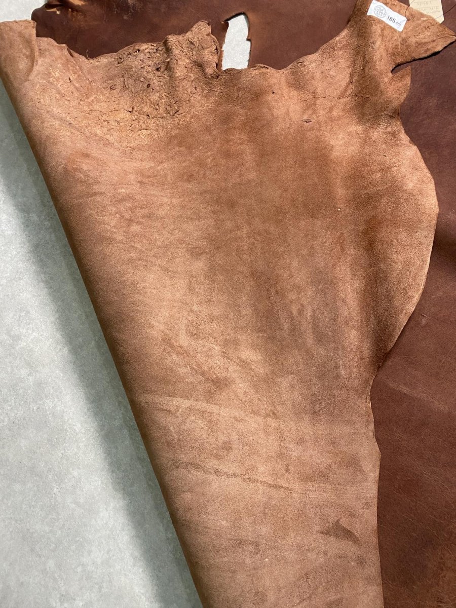 画像9: クードゥー　　ブラウン　クーズー　KUDU (9)