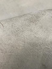 画像8: (お客様専用商品)クードゥー　アイスグレー　クーズー　KUDU (8)