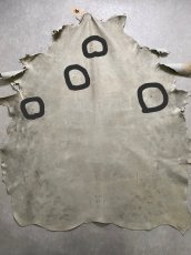 画像2: (お客様専用商品)クードゥー　アイスグレー　クーズー　KUDU (2)